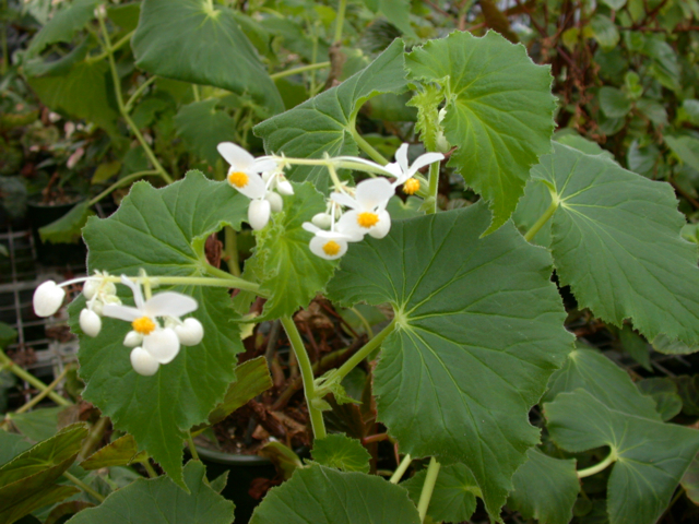 B. mollicaulis